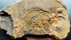 ammonite fossil found during my 1 day trip to Kimmeridge Bay